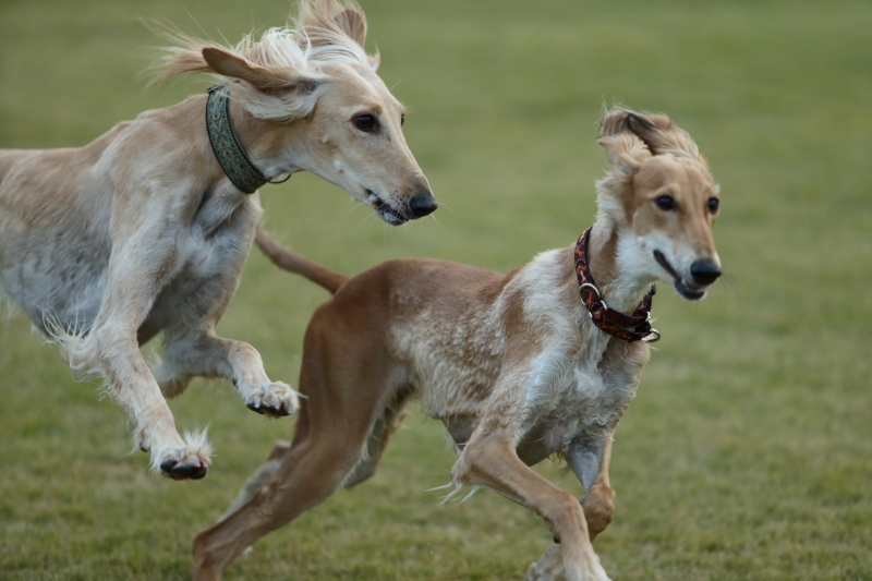 サルーキ爆走中 しゅっぽっぽの犬写真館