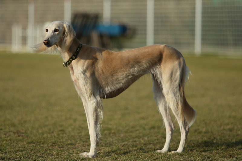 サルーキ爆走中 しゅっぽっぽの犬写真館