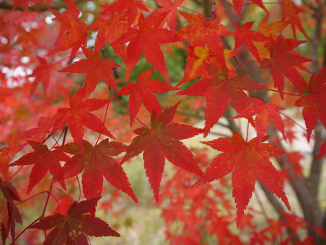 雲辺寺で紅葉狩り_d0043390_23193082.jpg