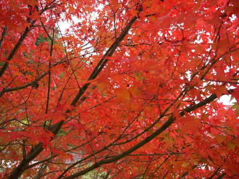 雲辺寺で紅葉狩り_d0043390_231972.jpg