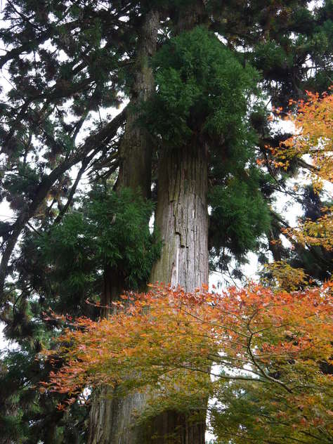 雲辺寺で紅葉狩り_d0043390_23421064.jpg