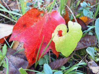 ☆彡　～　～　♡　♡　　紅葉　が　綺麗だねっ　　♡　♡　～　～　♪_c0272200_953423.jpg