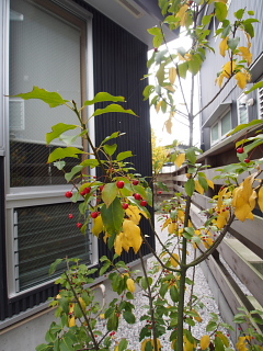 c0039501_8513630.jpg