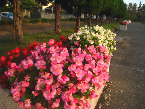 d0046702_635421.jpg