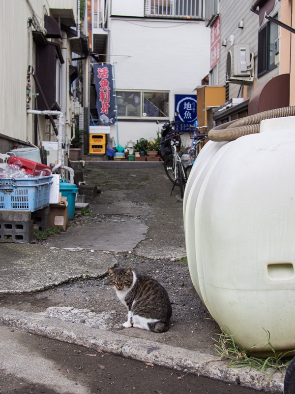 江ノ島　2013/11/10_a0114003_22282413.jpg