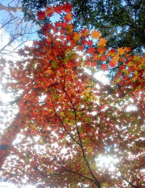 e0001906_7493035.jpg