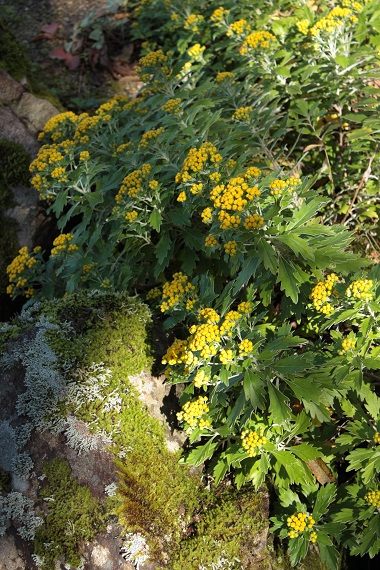 d0001008_17123237.jpg