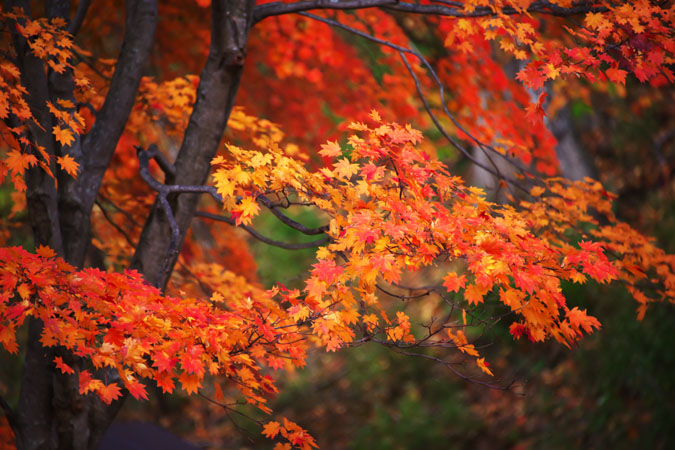 奥日光　中禅寺金谷ホテルの紅葉1_a0263109_855277.jpg