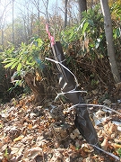 c0173813_13563260.jpg