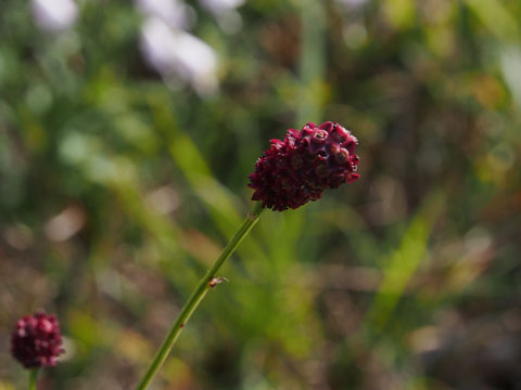e0293913_22171330.jpg