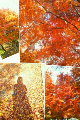 紅葉が始まりました~_d0049817_13490306.jpg