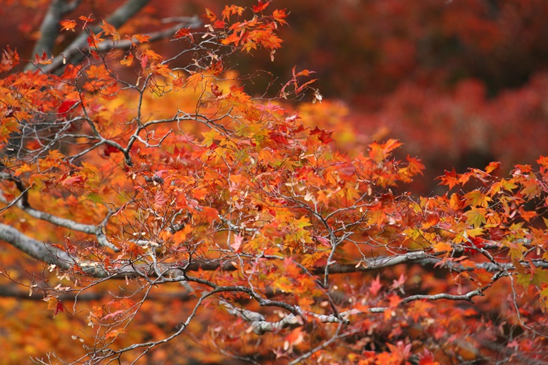 鳥見山公園の紅葉_f0302119_1030185.jpg