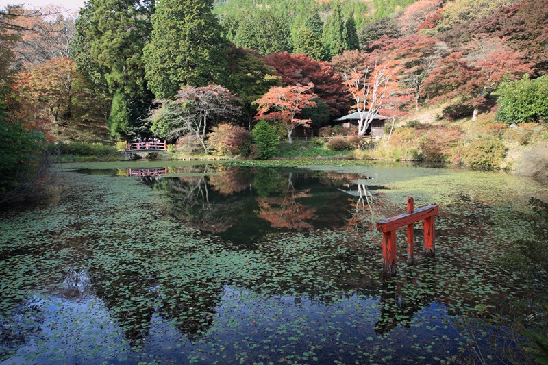 鳥見山公園の紅葉_f0302119_10302192.jpg