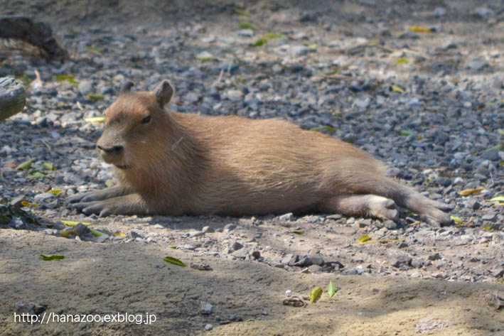 カピバラっ仔、可愛くころりん♪_b0245634_17252291.jpg