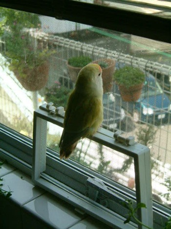 インコブーム到来(?)_a0227137_2101269.jpg