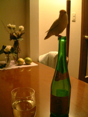 インコブーム到来(?)_a0227137_2134036.jpg