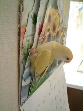 インコブーム到来(?)_a0227137_216273.jpg