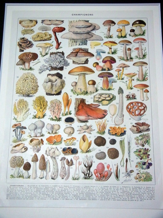 チェコのキノコ図鑑、フランスのアンティークキノコ博物画_f0280238_21433479.jpg