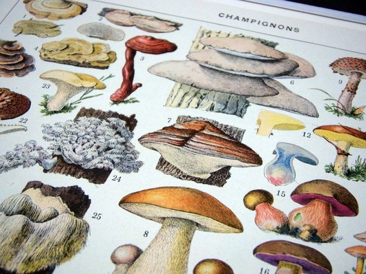 チェコのキノコ図鑑、フランスのアンティークキノコ博物画_f0280238_2150861.jpg