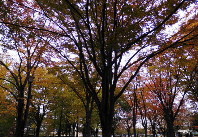 e0206242_826822.jpg