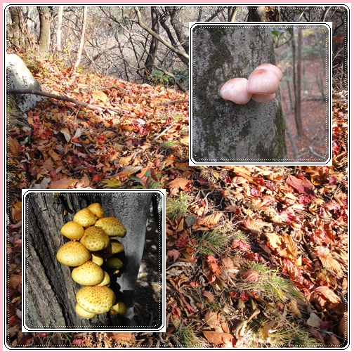 岳減鬼山~障子ヶ岳_e0164643_14132496.jpg