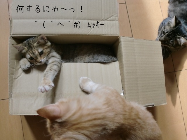 c0259945_14315258.jpg
