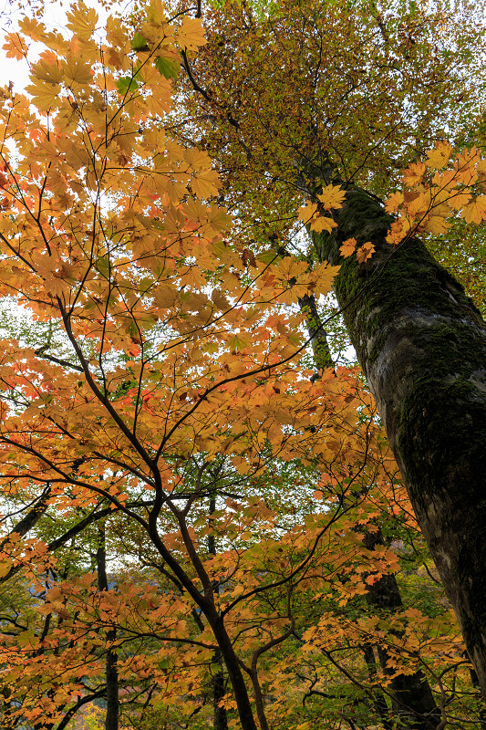 朽木・芦生原生林の紅葉_f0155048_19484062.jpg