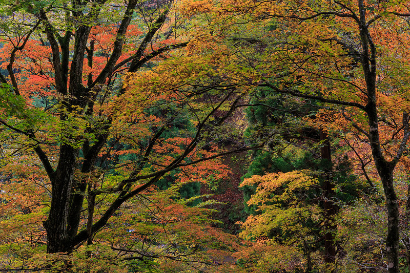 朽木・芦生原生林の紅葉_f0155048_19485441.jpg