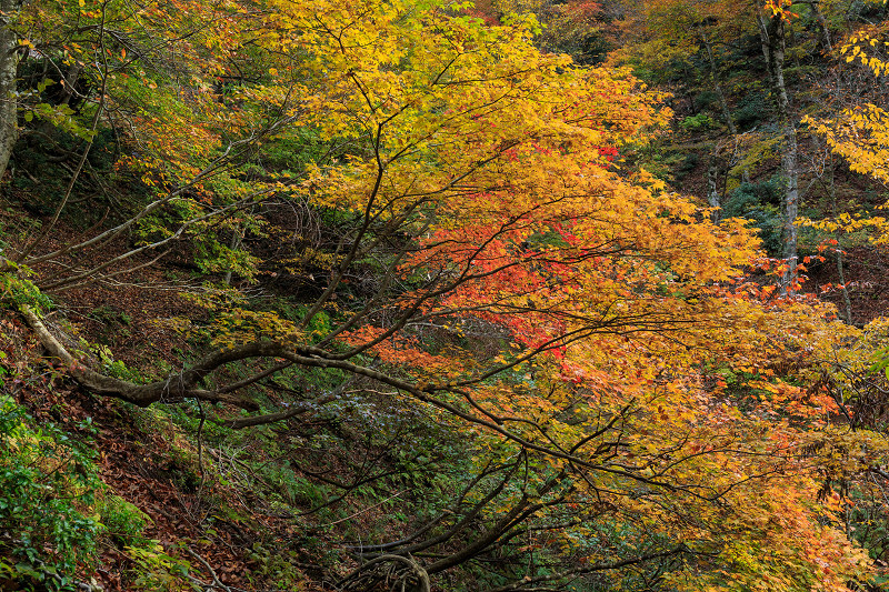 朽木・芦生原生林の紅葉_f0155048_19492416.jpg