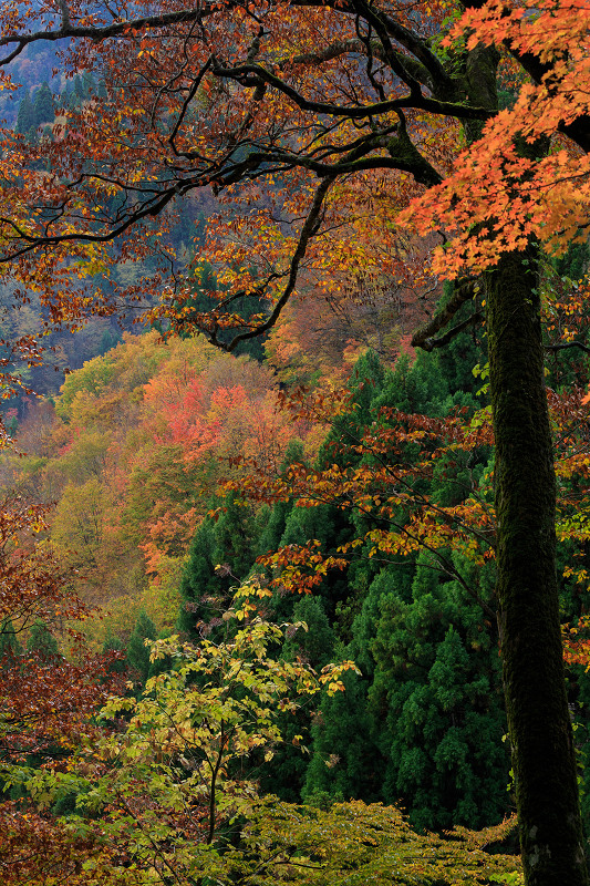 朽木・芦生原生林の紅葉_f0155048_1950829.jpg