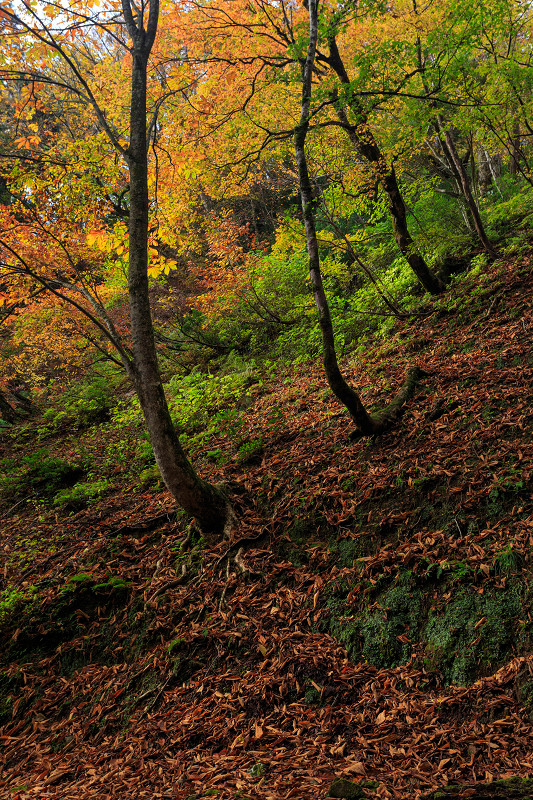 朽木・芦生原生林の紅葉_f0155048_19521013.jpg