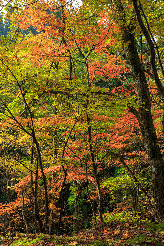 朽木・芦生原生林の紅葉_f0155048_1953129.jpg