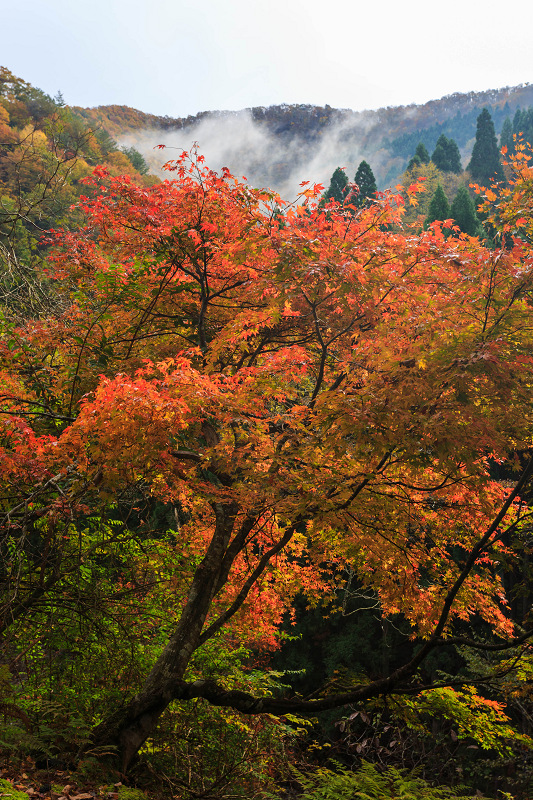 朽木・芦生原生林の紅葉_f0155048_19534644.jpg