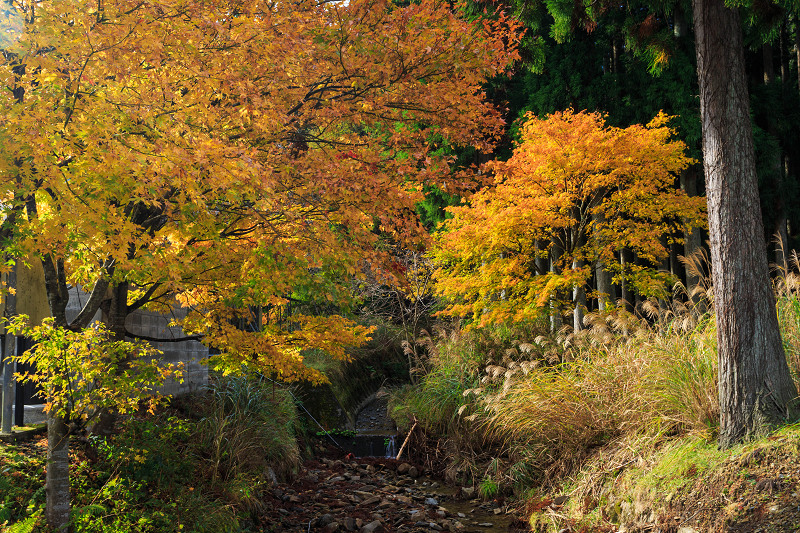 朽木・芦生原生林の紅葉_f0155048_19535887.jpg