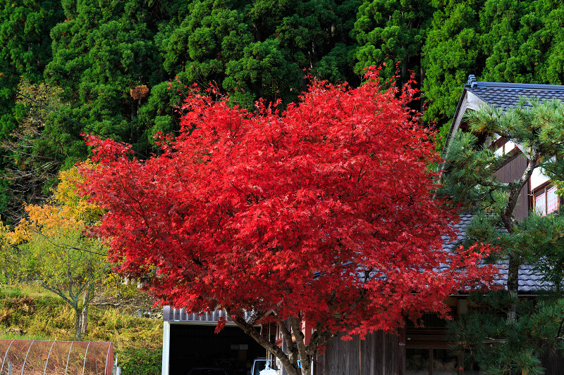 朽木・芦生原生林の紅葉_f0155048_1954363.jpg