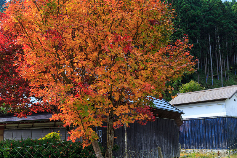 朽木・芦生原生林の紅葉_f0155048_1954943.jpg