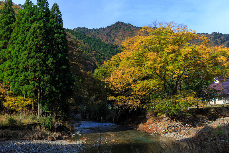 朽木・芦生原生林の紅葉_f0155048_2004056.jpg