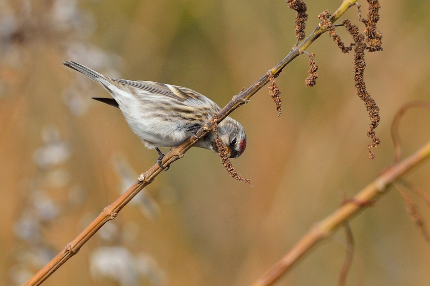 ベニヒワ（Common redpoll）～2013.11_b0148352_022338.jpg