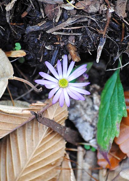 11月10日　晩秋の赤城自然園 名残の花たち_a0001354_22293853.gif