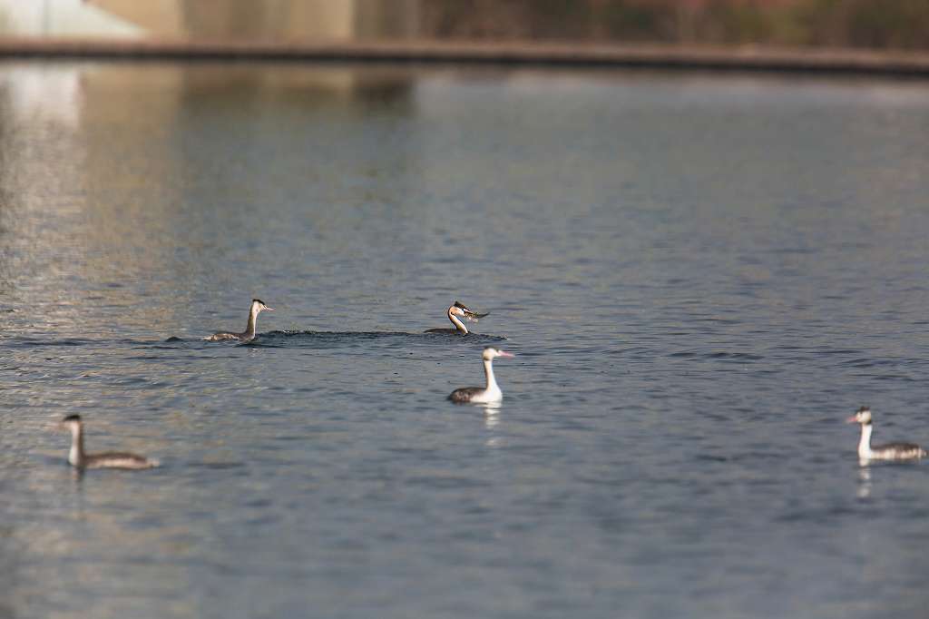 我が家のそばのカンムリカイツブリ1_f0044056_09254162.jpg