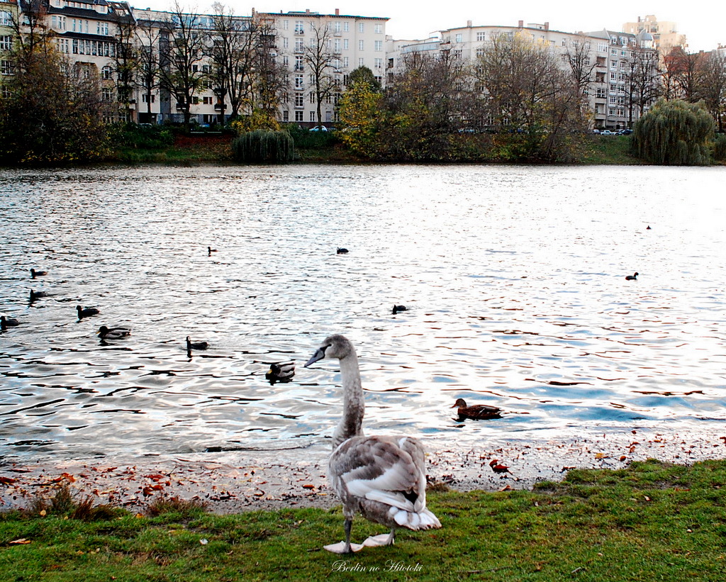 白鳥と湖 @ Lietzensee_d0284276_854284.jpg