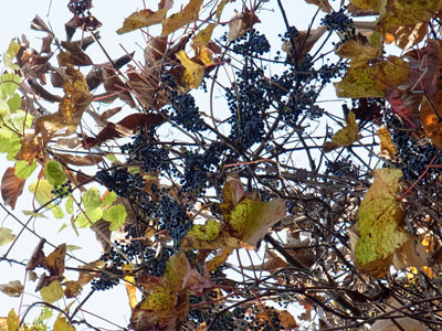 f0083977_2340372.jpg
