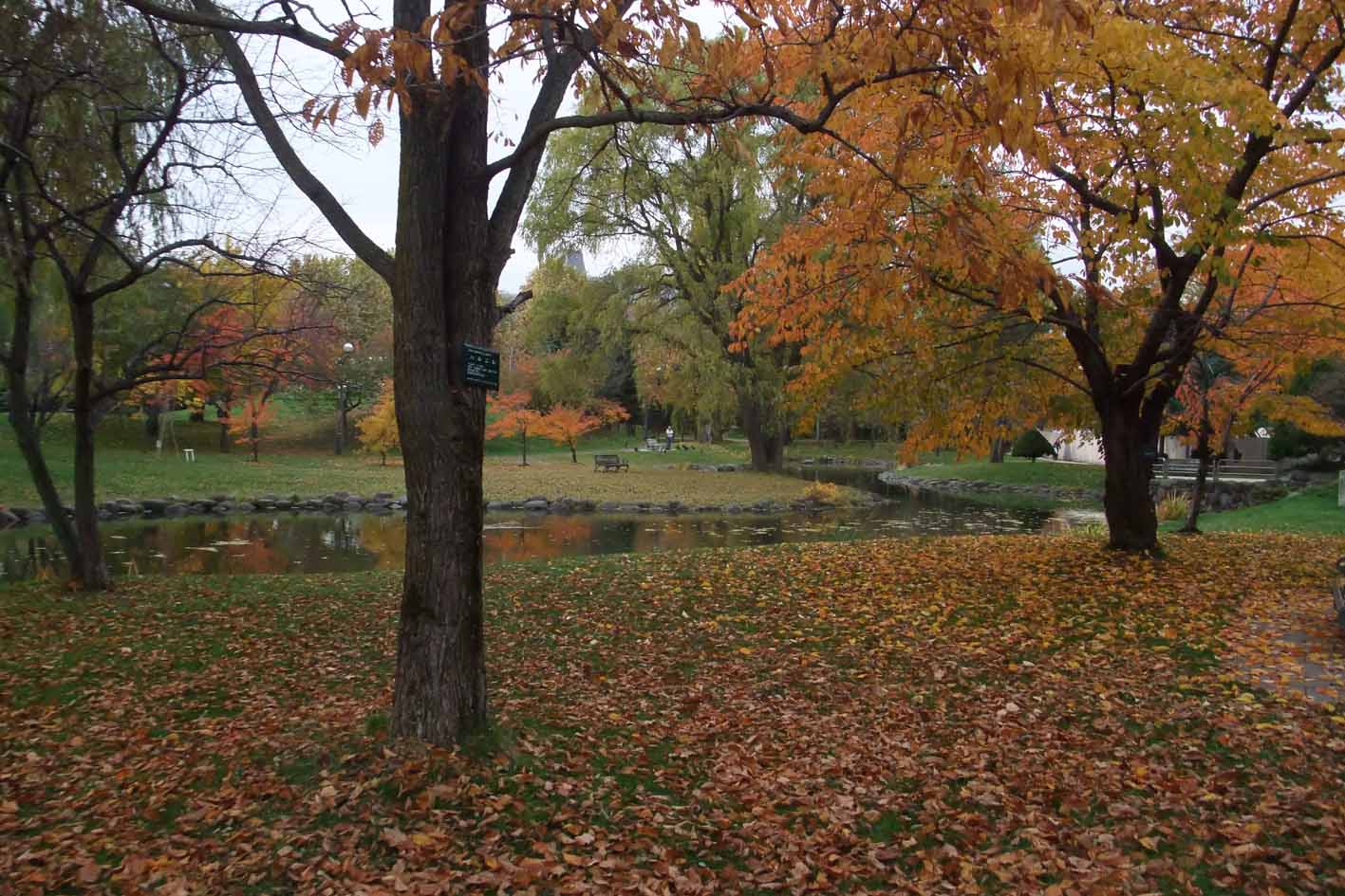 朝 中島公園で カラスとネコ 風のたより