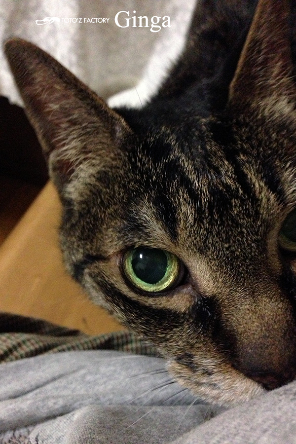 猫_a0034287_1143548.jpg
