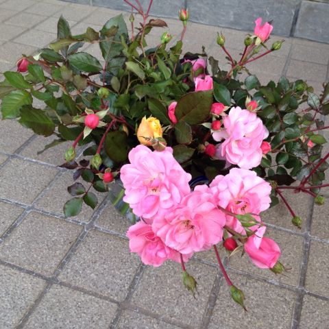 薔薇冬籠り作業_d0204189_23125889.jpg