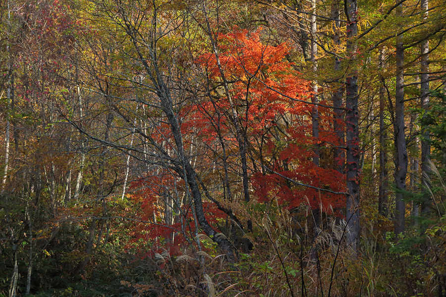 2013.11.02：せせらぎ街道紅葉散策４_c0007190_1663557.jpg