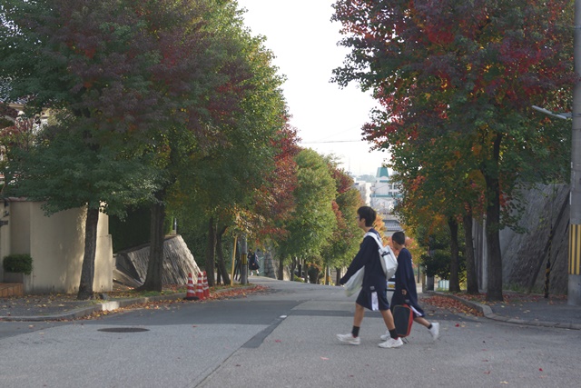路面電車と日本の秋、素敵な秋探し札幌の旅、紅葉 ナンキンハゼの美しさ、橋下代表と秋、日本一の秋_d0181492_0561130.jpg