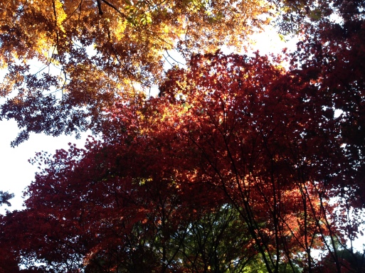 ソウルの紅葉がきれい_d0081693_15274319.jpg