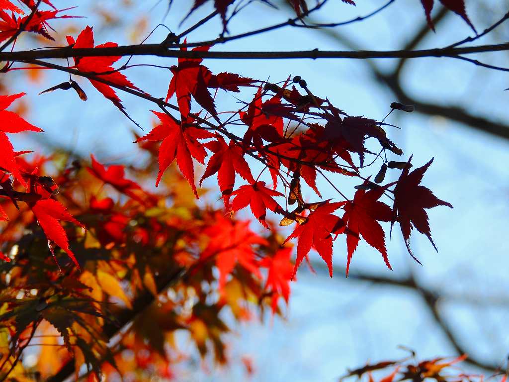 紅葉と四季桜_c0265095_15283635.jpg