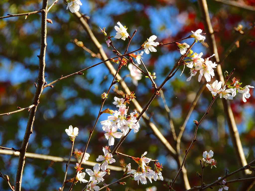 紅葉と四季桜_c0265095_15285911.jpg